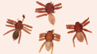 Biologist Names New Spider Species after Klaus Meine